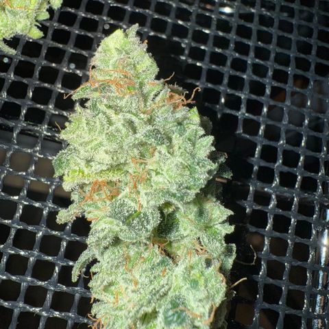 Strawberry Milk and Qookies Remix (Plant 1) growlog photo: Tester lowers 