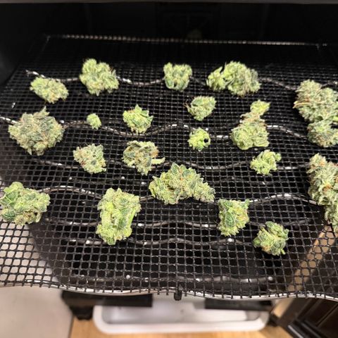 Strawberry Milk and Qookies Remix (Plant 1) growlog photo: Tester lowers 