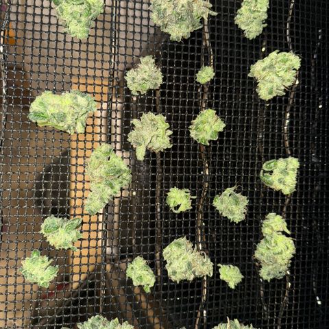 Strawberry Milk and Qookies Remix (Plant 1) growlog photo: Tester lowers 