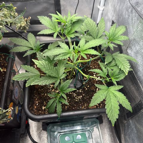 Mephisto Genetics - CBDank (Plant 2) growlog timeline photo