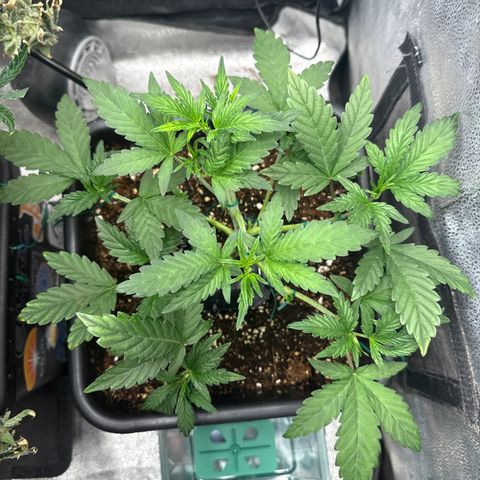 Mephisto Genetics - CBDank (Plant 2) growlog timeline photo