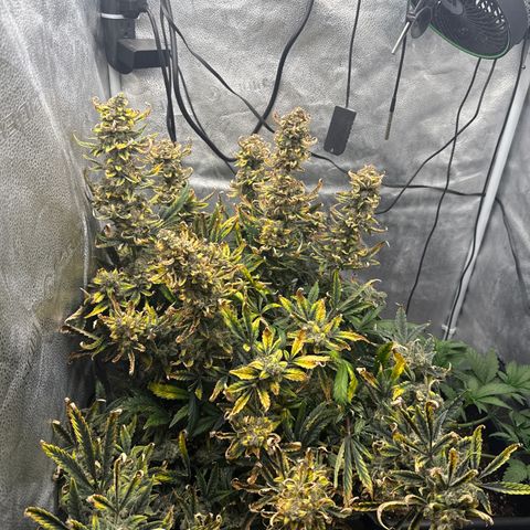 Strawberry Milk and Qookies Remix (Plant 1) growlog timeline photo