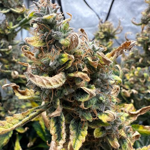 Strawberry Milk and Qookies Remix (Plant 1) growlog timeline photo