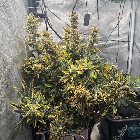 Strawberry Milk and Qookies Remix (Plant 1) growlog timeline photo