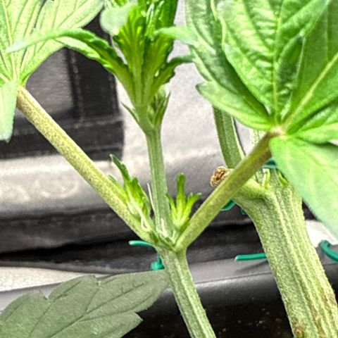 Mephisto Genetics - CBDank (Plant 2) growlog timeline photo