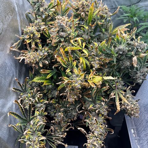 Strawberry Milk and Qookies Remix (Plant 1) growlog timeline photo