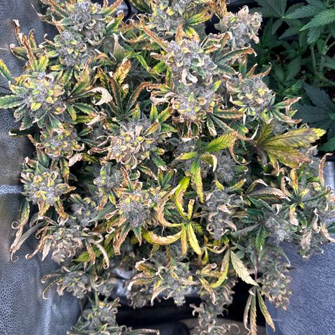 Strawberry Milk and Qookies Remix (Plant 1) growlog timeline photo