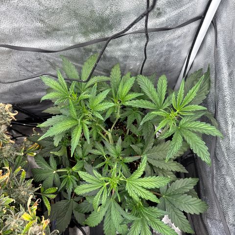 Mephisto Genetics - CBDank (Plant 2) growlog timeline photo
