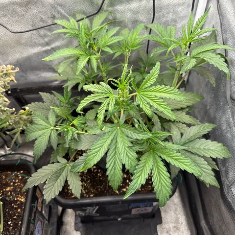 Mephisto Genetics - CBDank (Plant 2) growlog timeline photo