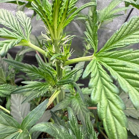 Mephisto Genetics - CBDank (Plant 2) growlog timeline photo