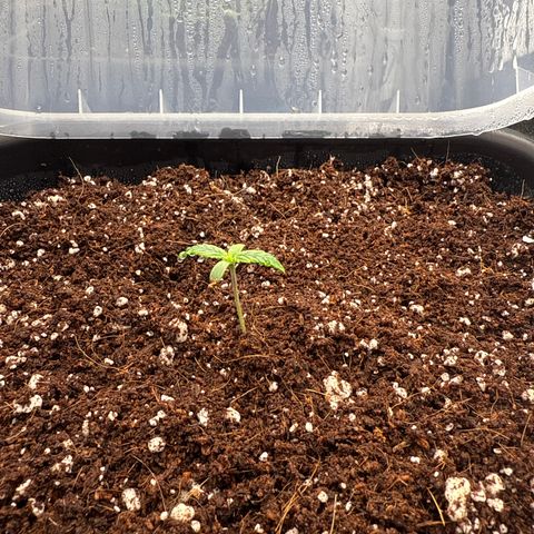 Mephisto Genetics - Canna-Cheese 1:1 growlog timeline photo
