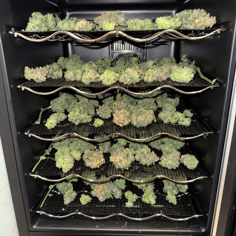 Strawberry Milk and Qookies Remix (Plant 1) growlog timeline photo
