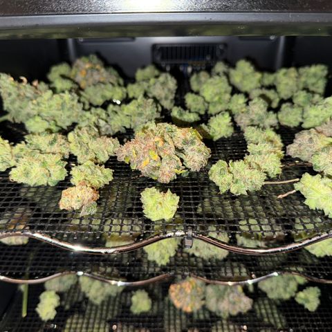 Strawberry Milk and Qookies Remix (Plant 1) growlog timeline photo