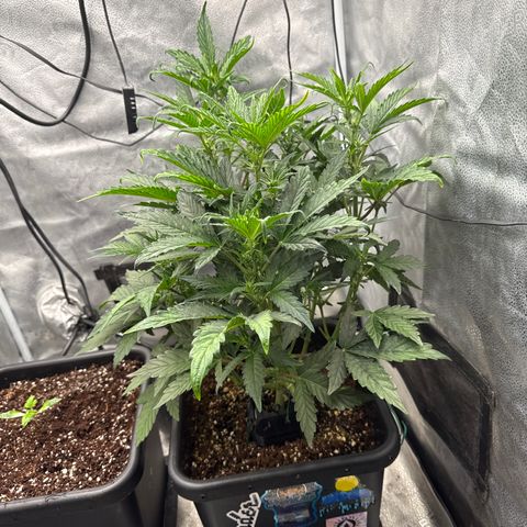 Mephisto Genetics - CBDank (Plant 2) growlog photo: A good bit of clawing on new growth. Moves the light up and switched to Bloom nutrients. 