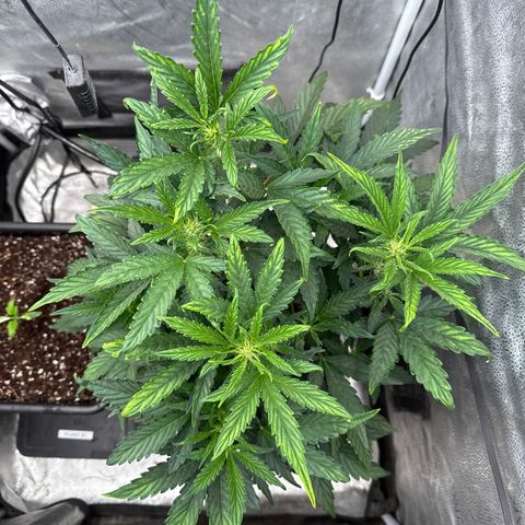 Mephisto Genetics - CBDank (Plant 2) growlog photo: A good bit of clawing on new growth. Moves the light up and switched to Bloom nutrients. 