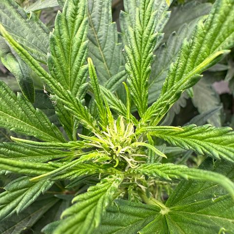 Mephisto Genetics - CBDank (Plant 2) growlog photo: A good bit of clawing on new growth. Moves the light up and switched to Bloom nutrients. 