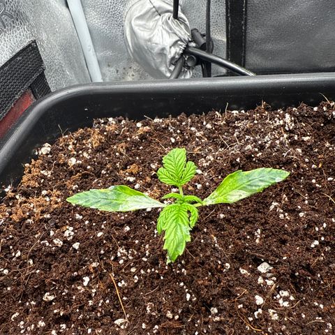 Mephisto Genetics - Canna-Cheese 1:1 growlog photo: 2nd step up of veg a&b is too much for this age. Burned it a bit. Hopefully will recover. 