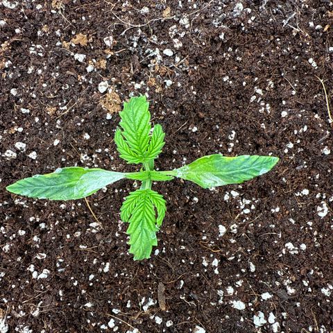 Mephisto Genetics - Canna-Cheese 1:1 growlog photo: 2nd step up of veg a&b is too much for this age. Burned it a bit. Hopefully will recover. 