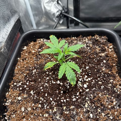 Mephisto Genetics - Canna-Cheese 1:1 growlog timeline photo