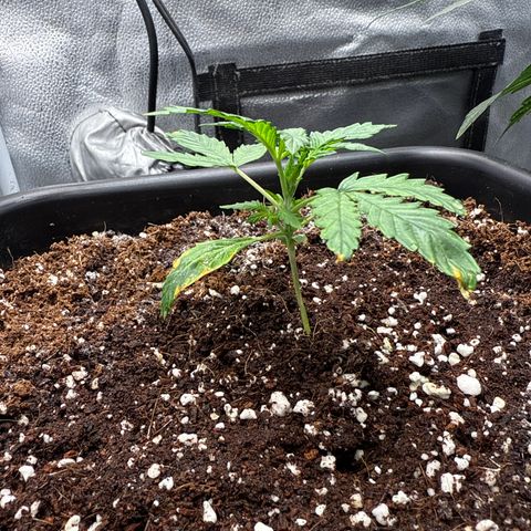 Mephisto Genetics - Canna-Cheese 1:1 growlog timeline photo