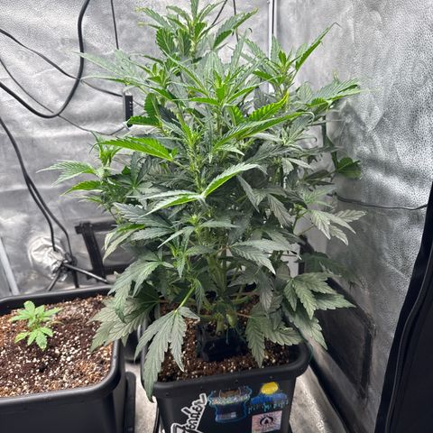 Mephisto Genetics - CBDank (Plant 2) growlog timeline photo