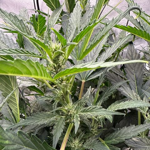 Mephisto Genetics - CBDank (Plant 2) growlog timeline photo