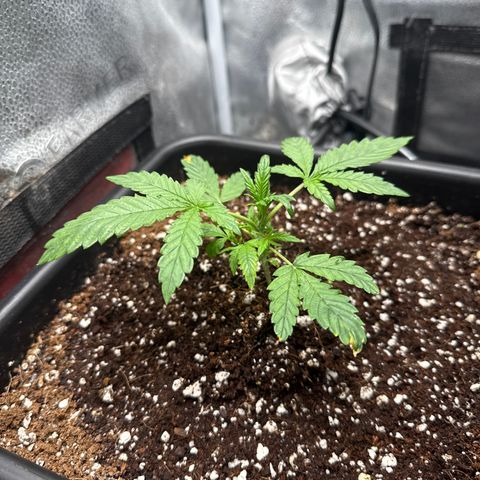 Mephisto Genetics - Canna-Cheese 1:1 growlog timeline photo