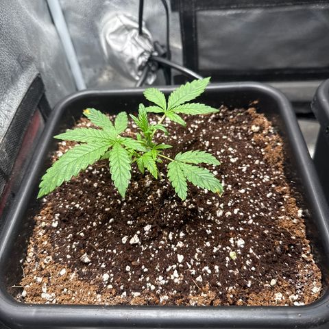 Mephisto Genetics - Canna-Cheese 1:1 growlog timeline photo