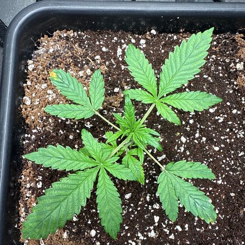 Mephisto Genetics - Canna-Cheese 1:1 growlog timeline photo