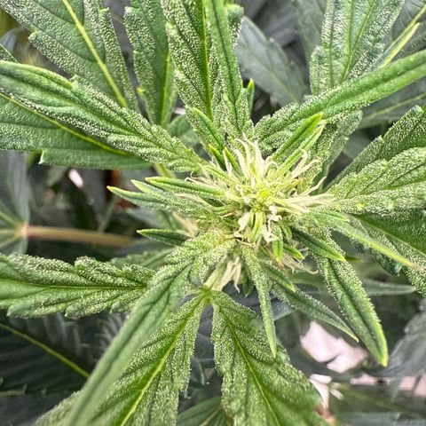 Mephisto Genetics - CBDank (Plant 2) growlog timeline photo