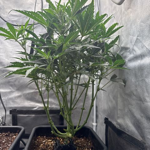 Mephisto Genetics - CBDank (Plant 2) growlog timeline photo