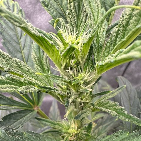 Mephisto Genetics - CBDank (Plant 2) growlog timeline photo