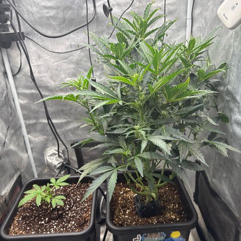 Mephisto Genetics - CBDank (Plant 2) growlog timeline photo