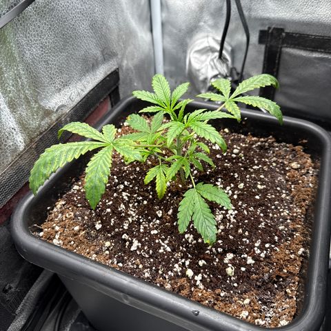 Mephisto Genetics - Canna-Cheese 1:1 growlog timeline photo
