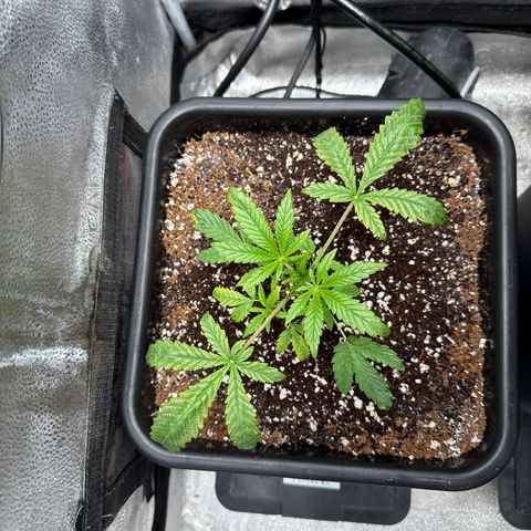 Mephisto Genetics - Canna-Cheese 1:1 growlog timeline photo