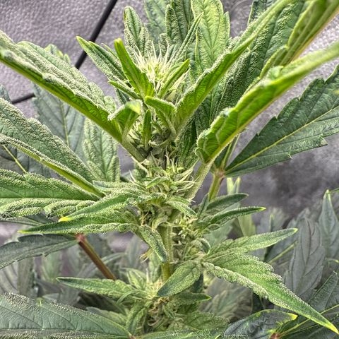 Mephisto Genetics - CBDank (Plant 2) growlog timeline photo