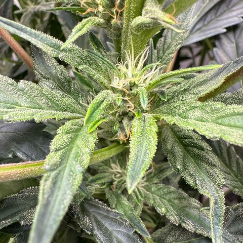 Mephisto Genetics - CBDank (Plant 2) growlog timeline photo