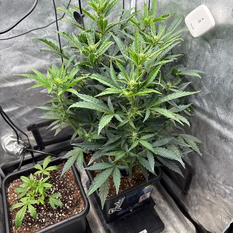 Mephisto Genetics - CBDank (Plant 2) growlog timeline photo