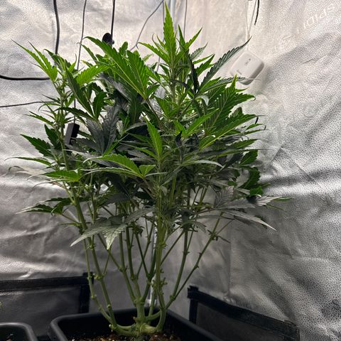 Mephisto Genetics - CBDank (Plant 2) growlog timeline photo