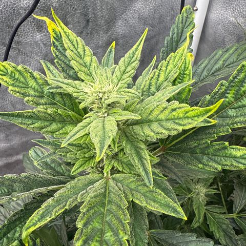 Mephisto Genetics - CBDank (Plant 2) growlog timeline photo