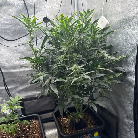 Mephisto Genetics - CBDank (Plant 2) growlog timeline photo