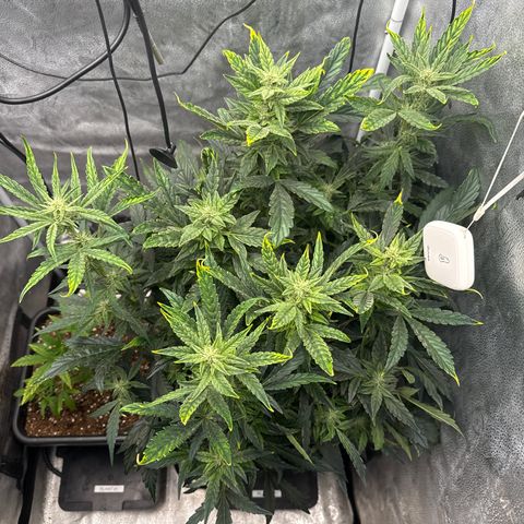 Mephisto Genetics - CBDank (Plant 2) growlog timeline photo