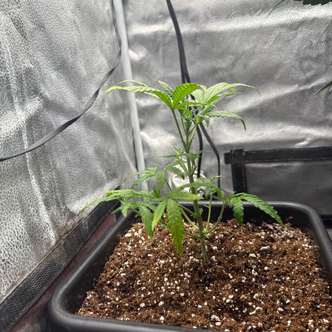 Mephisto Genetics - Canna-Cheese 1:1 growlog timeline photo