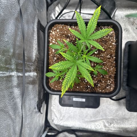 Mephisto Genetics - Canna-Cheese 1:1 growlog timeline photo