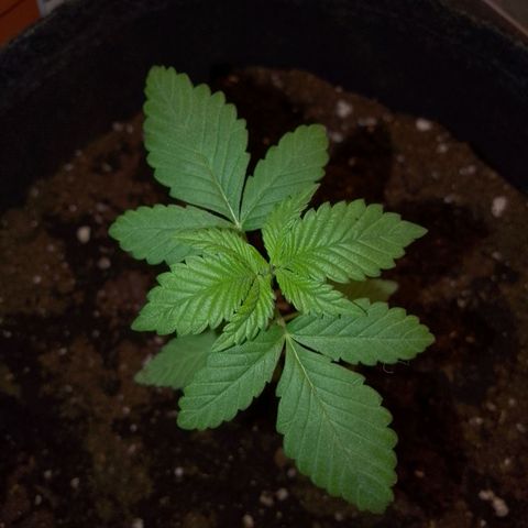 Grandmommy Purple growlog photo: Umgetopft