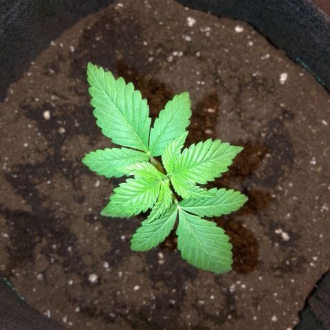 Grandmommy Purple growlog timeline photo