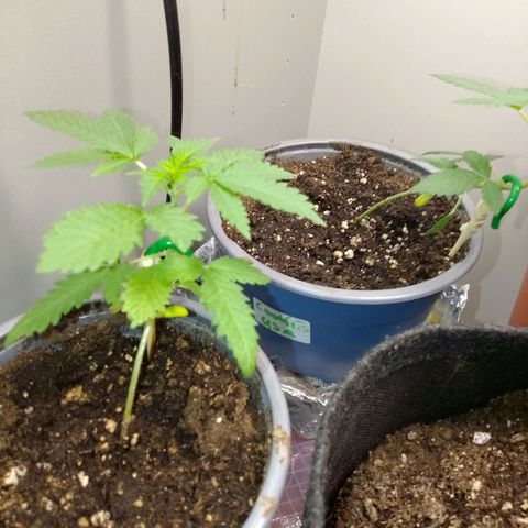 PPC growlog timeline photo