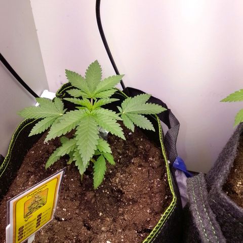 PPC growlog timeline photo