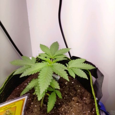 PPC growlog timeline photo