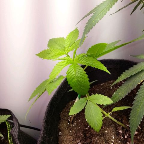 Grandmommy Purple growlog timeline photo
